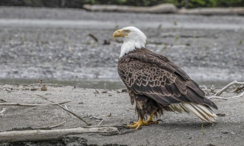 Alaska - Weißkopfseeadler, Hurtigruten