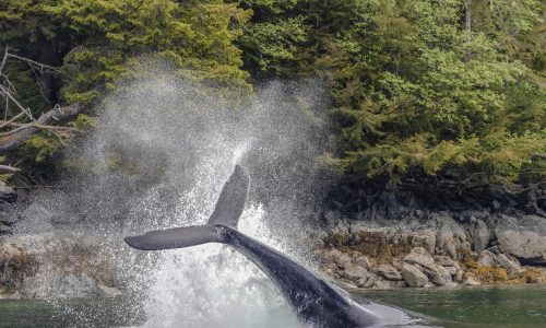 Alaska - Hurtigruten, Walbeobachtung